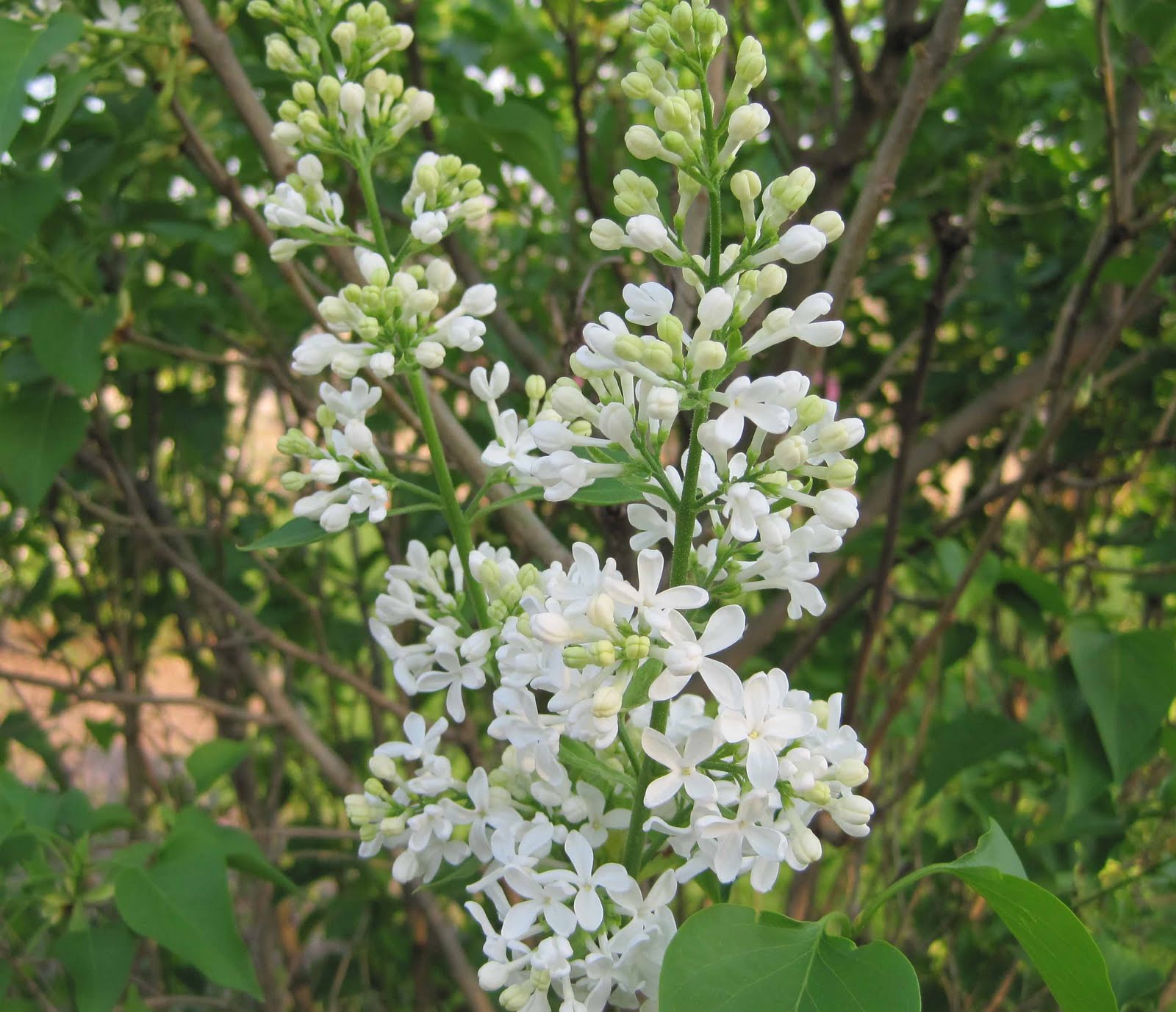 Secret Gardens By Crystal Sugar And Spice And Everything Nice