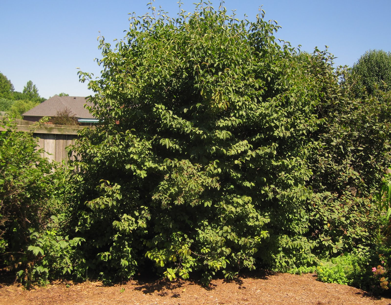 Flora Wonder Blog Viburnum When You Can Mulch Them