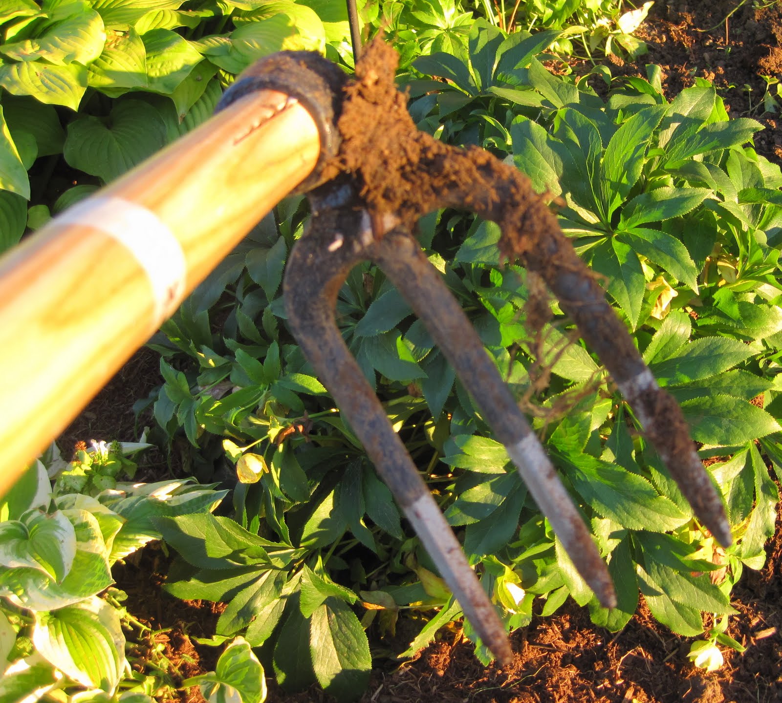 The Gardening Universe Provides Me With A Fork Hoe!