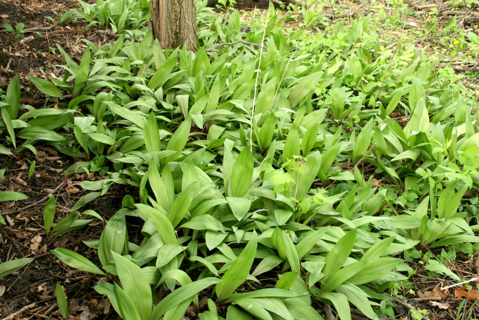 South Englishtown Gazette Of Ramps and Ramsons