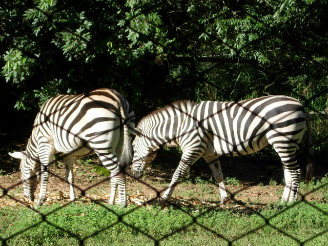 Zoo de Sapucaia