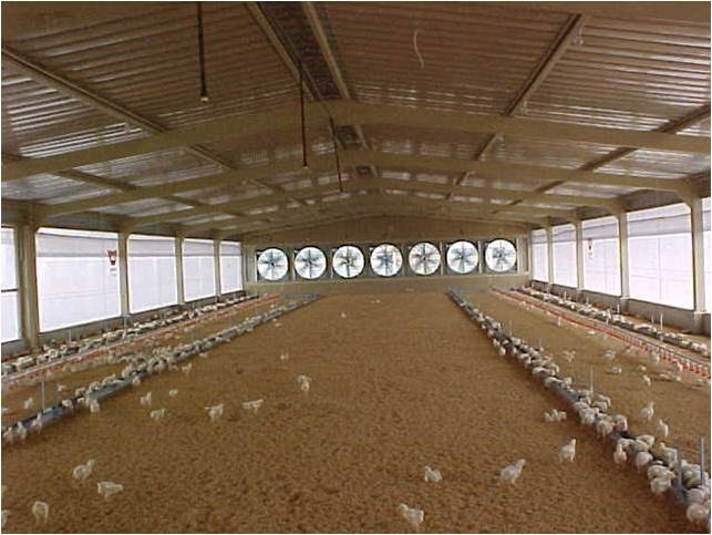 Teknologi Kandang Tertutup: Solusi Modern untuk Peternakan Ayam Teknologi Kandang Tertutup: Solusi Modern untuk Peternakan Ayam