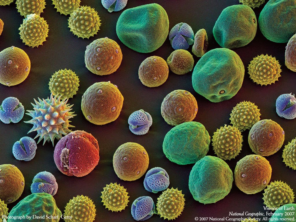 1 образование пыльцы в пыльцевых. Молекула пыльцы. Электронный микроскоп фото пыльцы. , Вирусов, пыльцы растений, шерсть. Пыльца под микроскопом фото.
