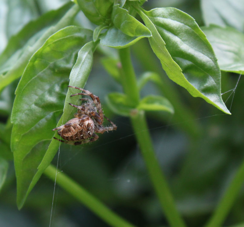 ExtraDay Spider Legs