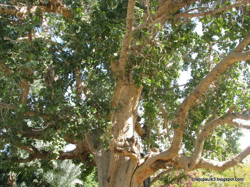 Горчичное дерево в израиле