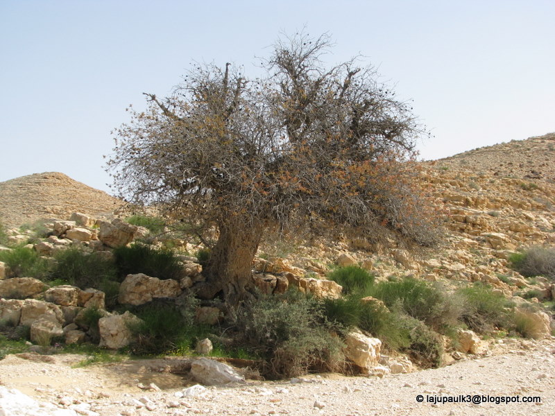 THROUGH THE LAND OF ISRAEL III Terebinth or Pistacia atlantica. From