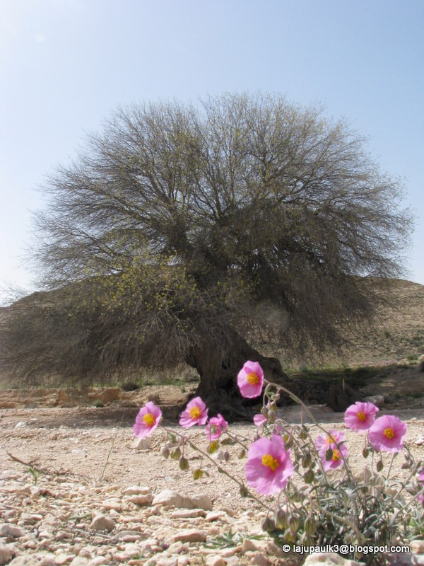 THROUGH THE LAND OF ISRAEL III Terebinth or Pistacia atlantica