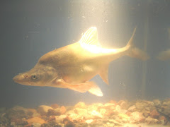 Humpback chub