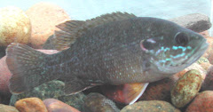 Green sunfish