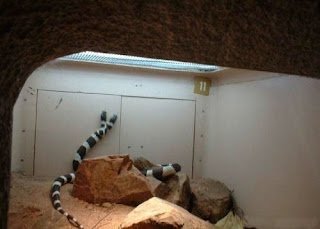 snake with two heads