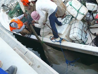 beautiful sword fish