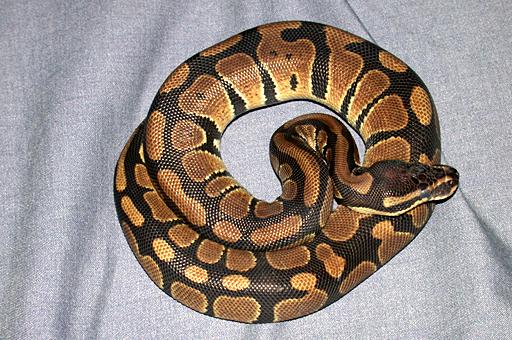 Animals world: python snakes