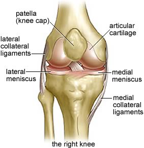 [Knee]