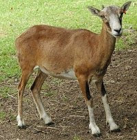A female mouflon, perhaps similar to early sheep?