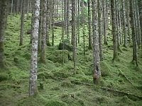Mossy woodland