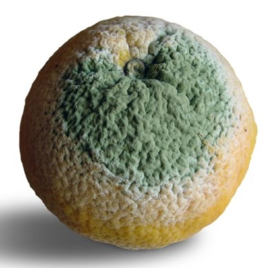 rotten orange