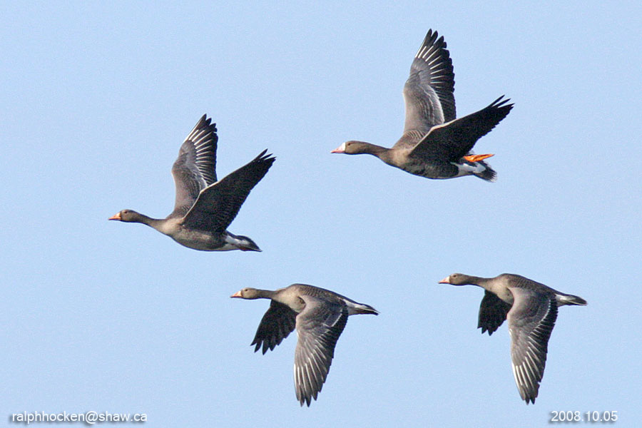 The Backyard Wildbird and Nature Store NANAIMO BIRD REPORT DECEMBER 12