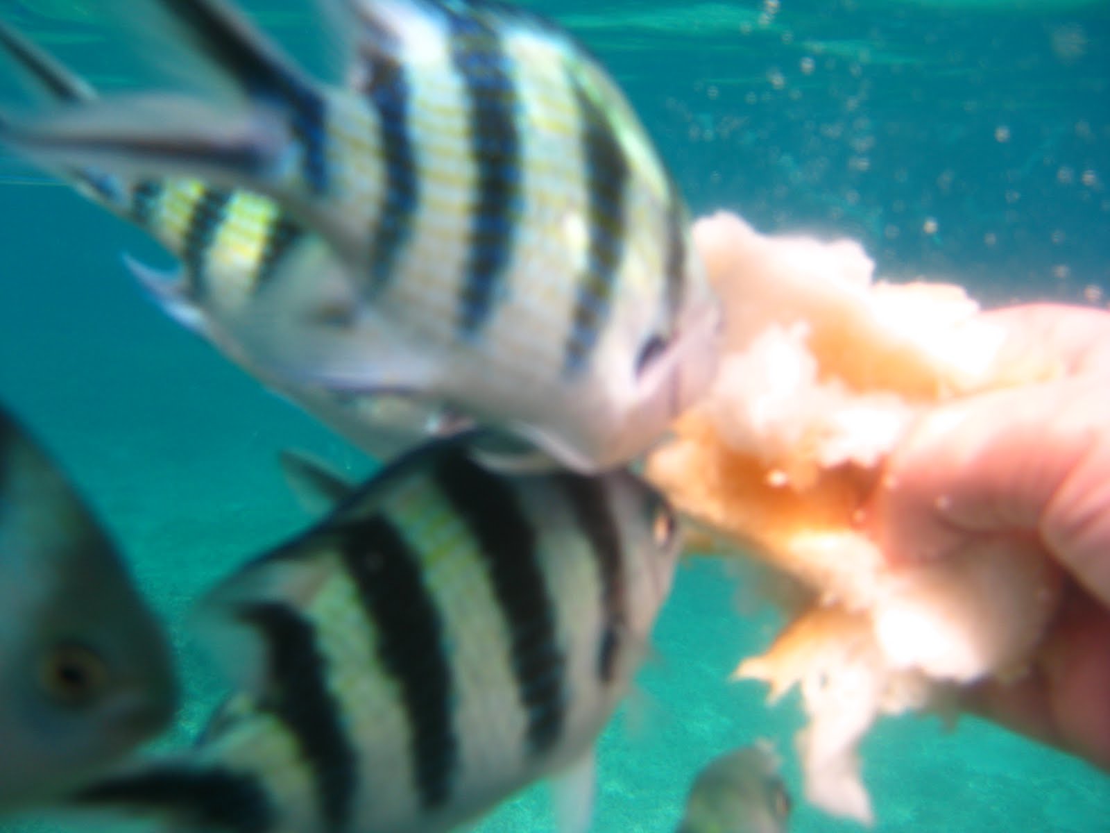 Bagi ikan makan roti