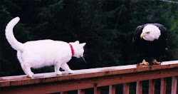 eagle cat bald cats stupid funny kill wind turbines brave windows animals birds odd visit kitty thousands hawk saucy nz