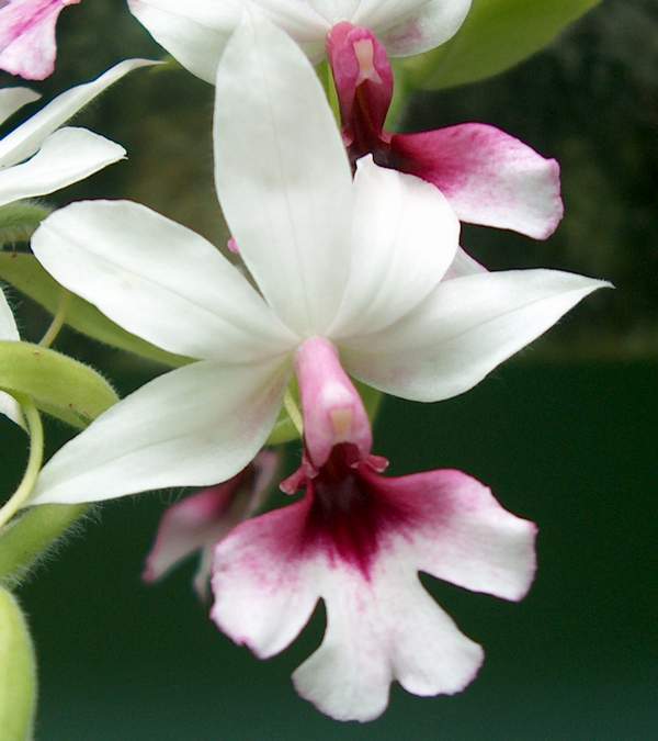Ricardo's Blog, : Calanthe rubens and Cal. Grouville two terrestrial  orchids that are relatively easy to culture