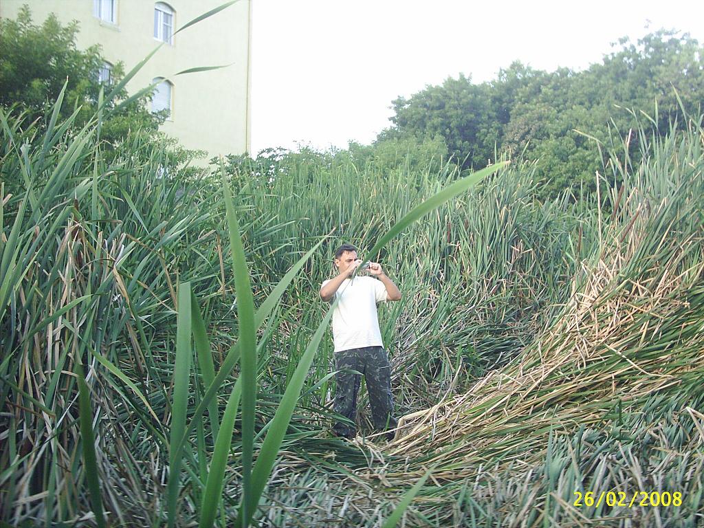 [ferreiraviana4.JPG]