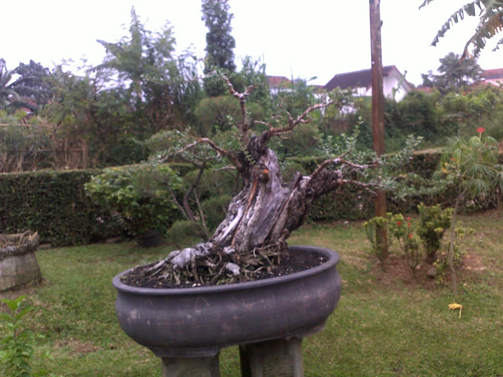 Rafi Bonsai Bonsai Santigi