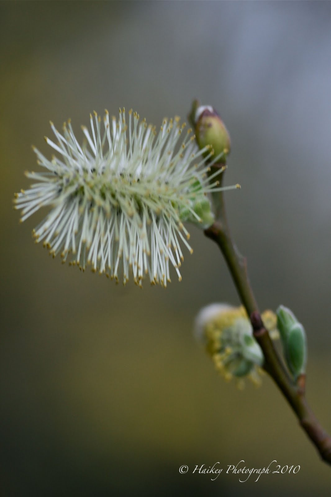 Haikey Katjes aan de boom Haikey Katjes aan de boom
