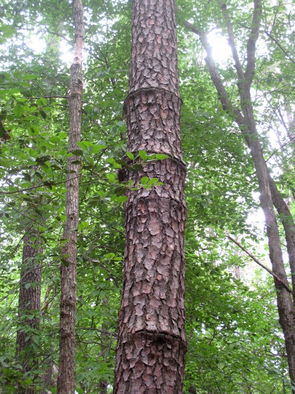 Bear with Us The Road Junkies