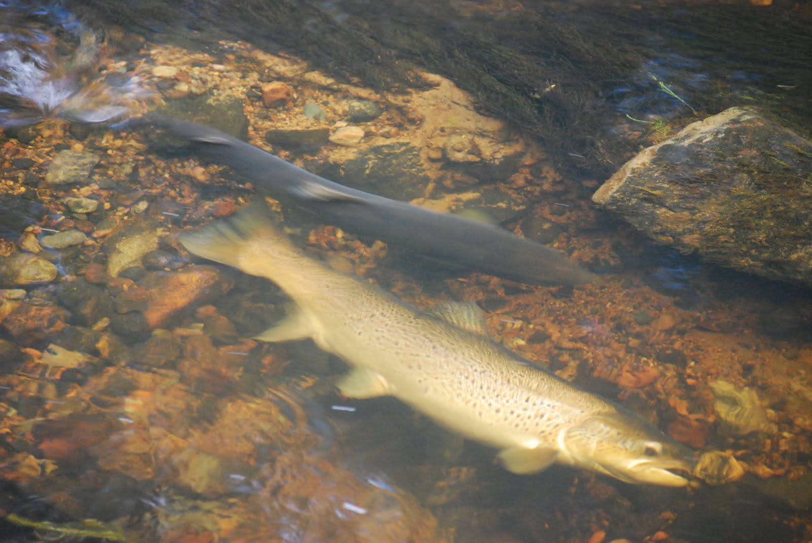 Highlighting trout spawning and what to avoid when wading in winter