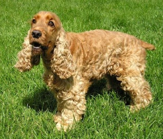 Brown Cocker Spaniel dog at park