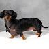 Dachshund Dog Breed Standard ~ Breeds of small dogs : best small dog breeds