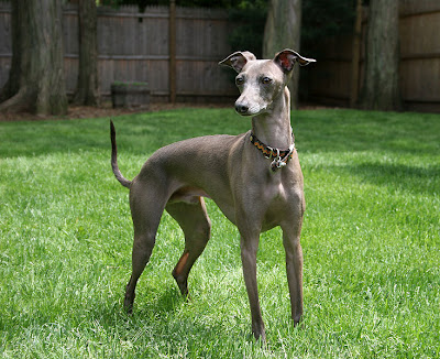 Italian Greyhound Dog playing in garden