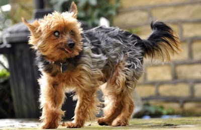 Billy the Yorkshire Terrier on the age 22