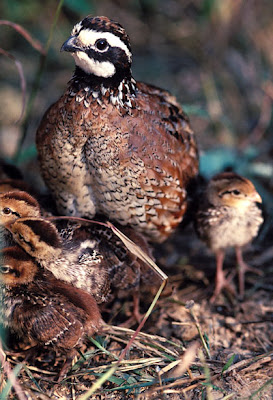 Endangered New Jersey: NJ Bobwhite Quail Seminar April 29