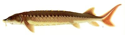 New Jersey Marine Fish Identification - State of New Jersey