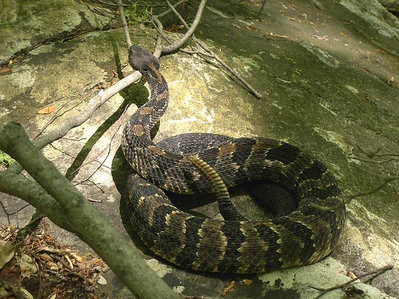 Endangered New Jersey Responding to New Jersey's Snakes