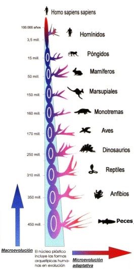 On the origin of species