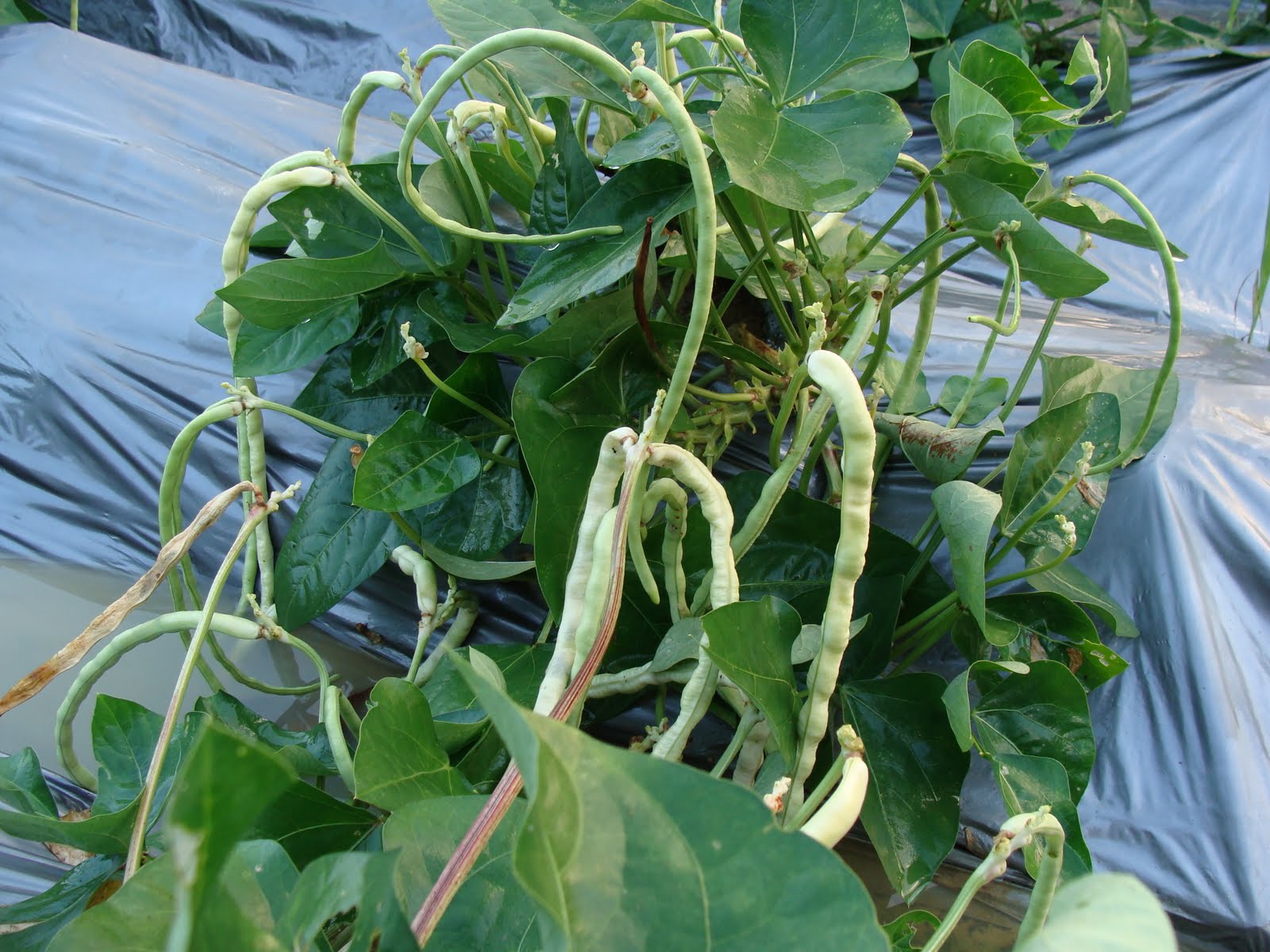 AGRiCuLTuRe HoRTiCuLTuRe Yard long bean (Vigna sesquipedalis)