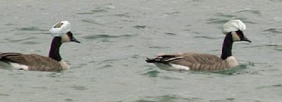 Turban ducks