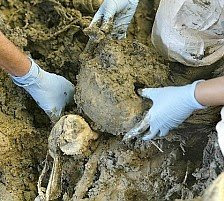 Corpse unearthed in Slovenia