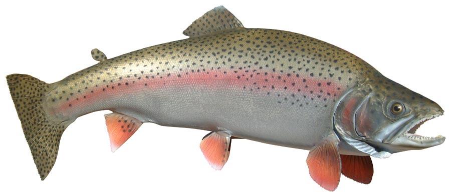 alaska-rainbow-trout.jpg