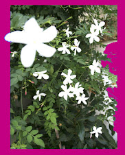 Jazmín pequeña flor que perfuma el ambiente andaluz.