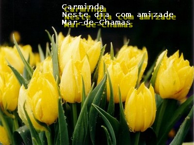 [tulipas+amarelas.jpg]