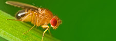 Fruit Fly on a Leaf