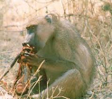 Baboon eating its own offspring