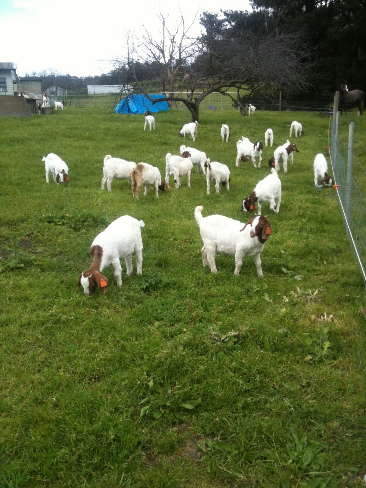 Piccalilly Hobart Goats and Shanley's