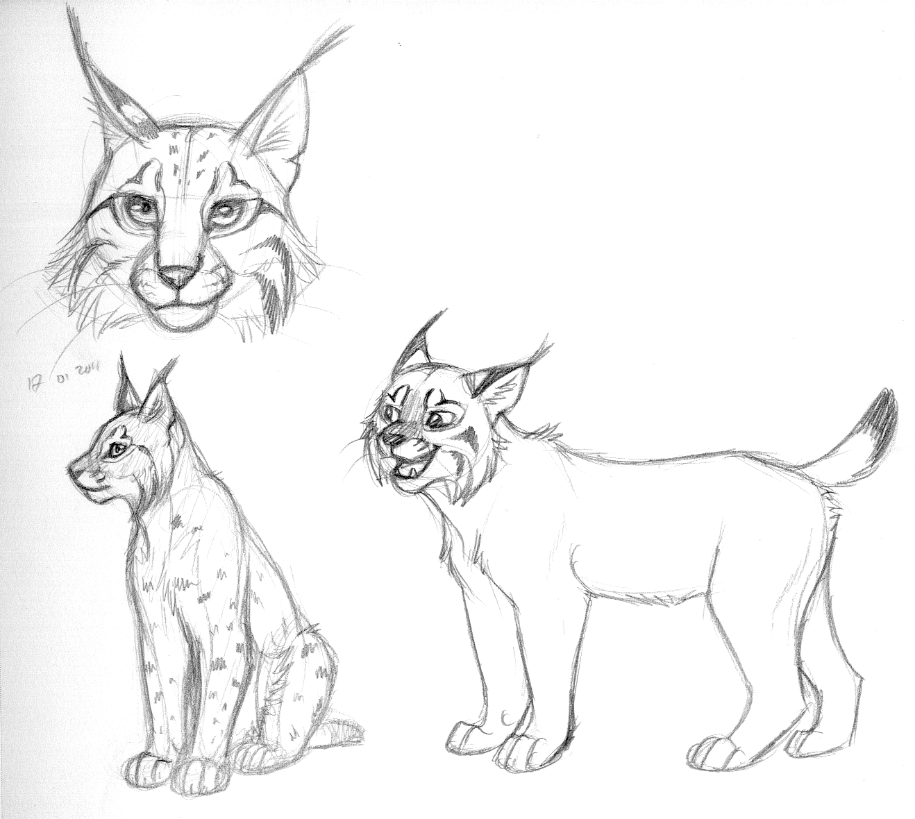 Sketches N Concepts Lynx Studies.