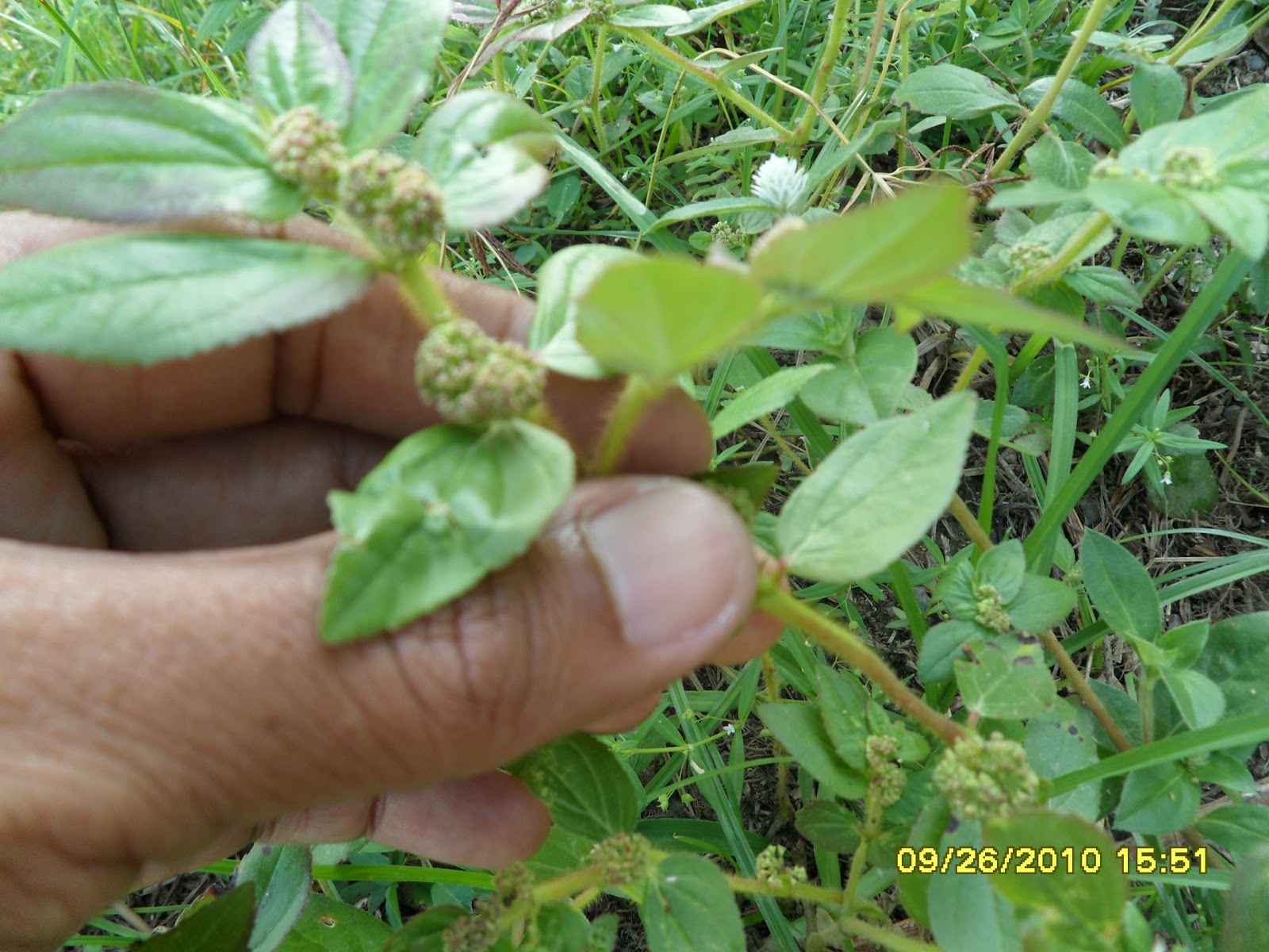 Papaya and Tawa tawa