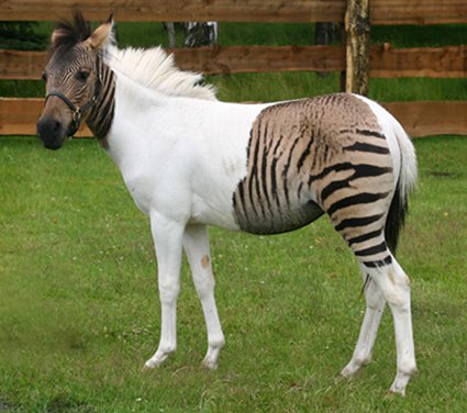 [Germany+Zoo+Animals+Zebra+Horse+Offbeat.jpg]