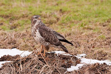 buizerd
